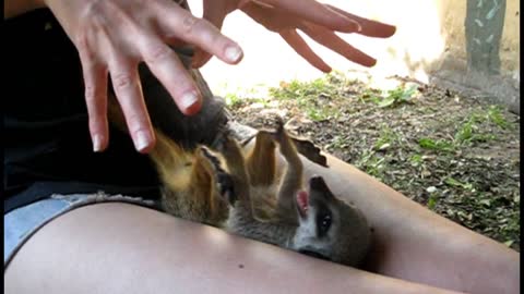 Juguetona suricata bebé adora que le hagan cosquillas