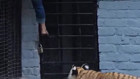 Naughty kid playing with tiger.....