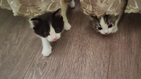Mother cat calls her kittens to come with her.