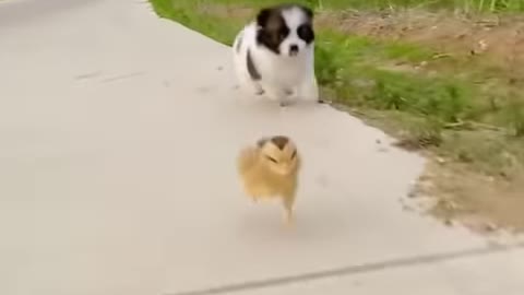 Cute puppy playing with his friend