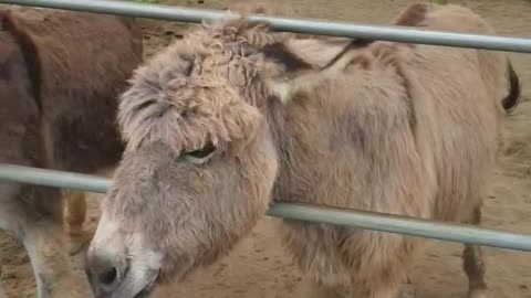 Donkey Eating Carrot