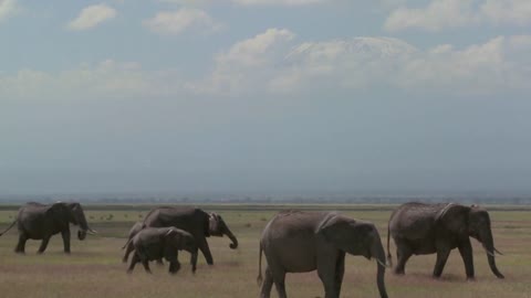 A large herd of African elephants migrate across Amboceli National Park in Tanzania