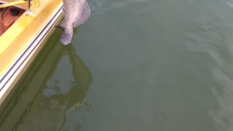 Releasing a giant catfish