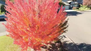 Fall Colors Maple Tree