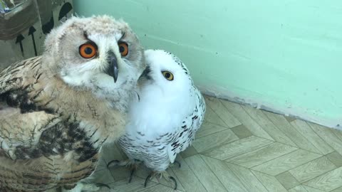 Two different species of owls enjoy cuddling together