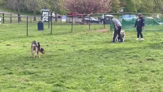 Wildlife: play dates in the dog 🐕 park