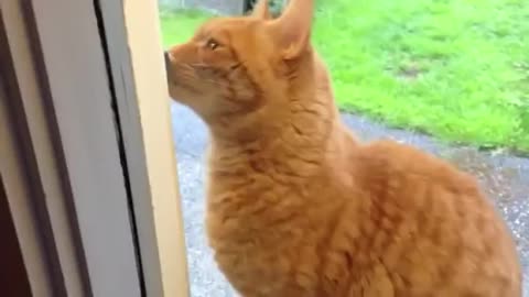 Cat Rings Doorbell