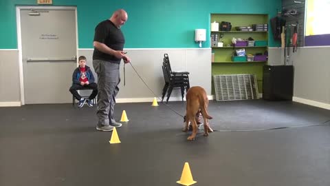 Aggressive Dog Training | K9 Connection Buffalo, NY