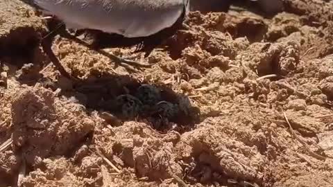 Wow Awesome this bird save eag Don't miss this viral video