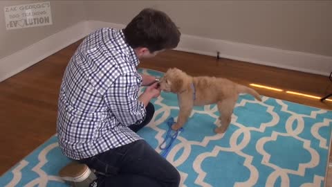 How to teach your new puppy?