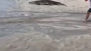Crocodile at the beach, what a wonderful day