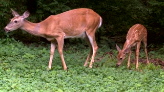 Deer Mother and Her Fawns