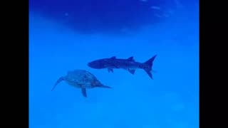 Are sea turtle and barracuda Uncommon friends?