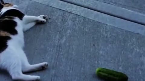 What happens when you put a cucumber next to a cat （2）