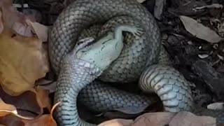 Eastern Brown Snake Eats a Blue Tongue