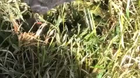 Ladybug Climbs onto Cat