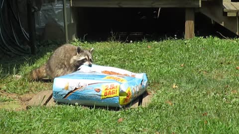 Raccoon snatches giant bag of cat food