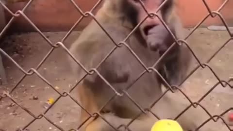 Monkey got Angrying