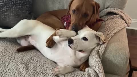 Pair of sweet doggies preciously cuddle with each other