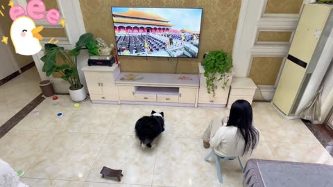 Why do you kneel down while watching TV? 😂# Cute pet daily record # confused behavior of animals