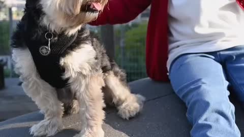 Dog doing hilarious activities in front of his owner .🫀