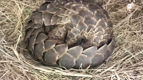 A Strong Mommy Pangolin Giving Birth!...