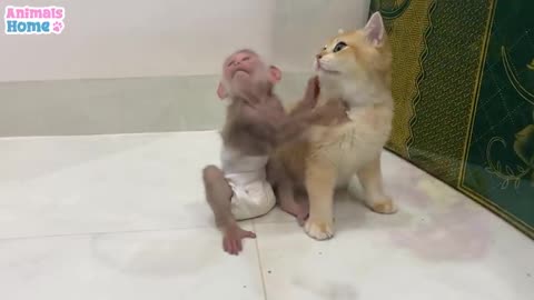 Ody Cat teach Bibi Monkey to play whith toys.