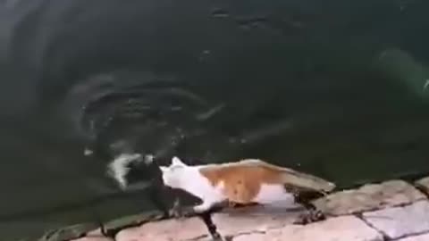 Funny Video: See how the cat grab a fish in backstroke!