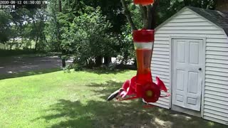 Hummingbirds at various feeders
