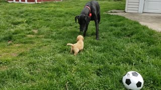 Fearless puppy really wants to play with giant Great Dane
