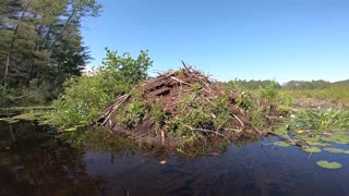 Beaver Dam