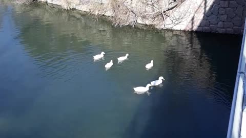 Duck diving