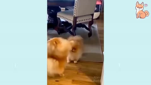 Try Not To Laugh At This Ultimate Funny Dog Video Funny Pet Videos