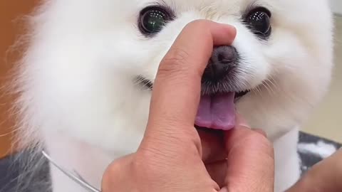 Dog's cutting hair