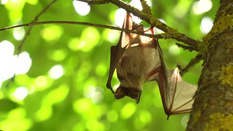 A bat hanging on a tree