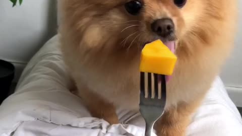 Chewie The Pomeranian Just Wants His Mango