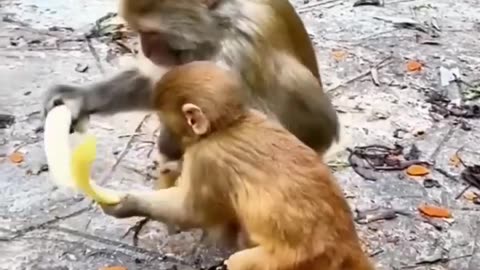 #try not to laugh---funiest animal #dog #cat#monkey #shortsvideo #compilation amazing 🆕🤣🤣