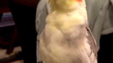 Parrot shows off best opera singing skills
