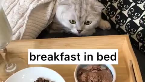 Baby cat breakfast in the morning 🥞