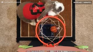Conheça Bini, um coelho craque no basquete