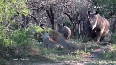watch the fights of animals that fight lion and beat him up