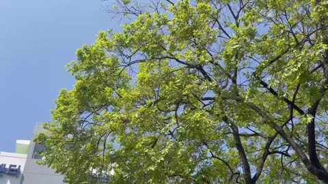 Trees swaying in the warm spring breeze