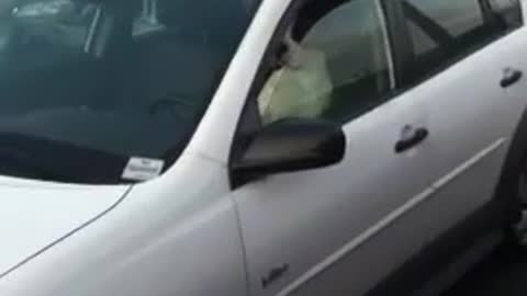 Dog Honking Car Horn