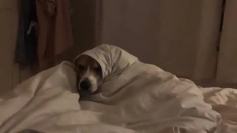 Dog rolled up like a burrito in bed sheets at the end of bed
