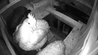 Oops, light timer comes on sleeping chickens.