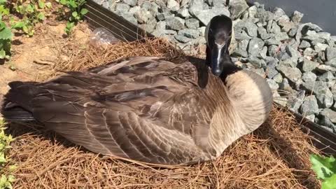 Goose Learns About Self Defense