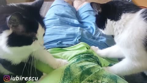 Generous cats offering massage