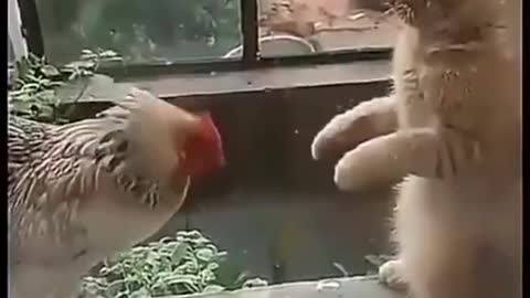 Training the cat and the rooster. Funny and clever animals. Nature.
