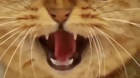 Funny Cats Singer