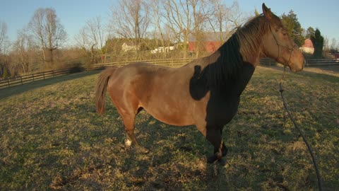 Race horses are like stock car drivers